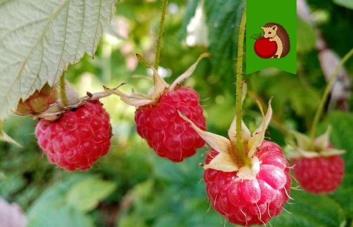 Любимый вариант подкормки для малины весной: все просто, но четко в цель