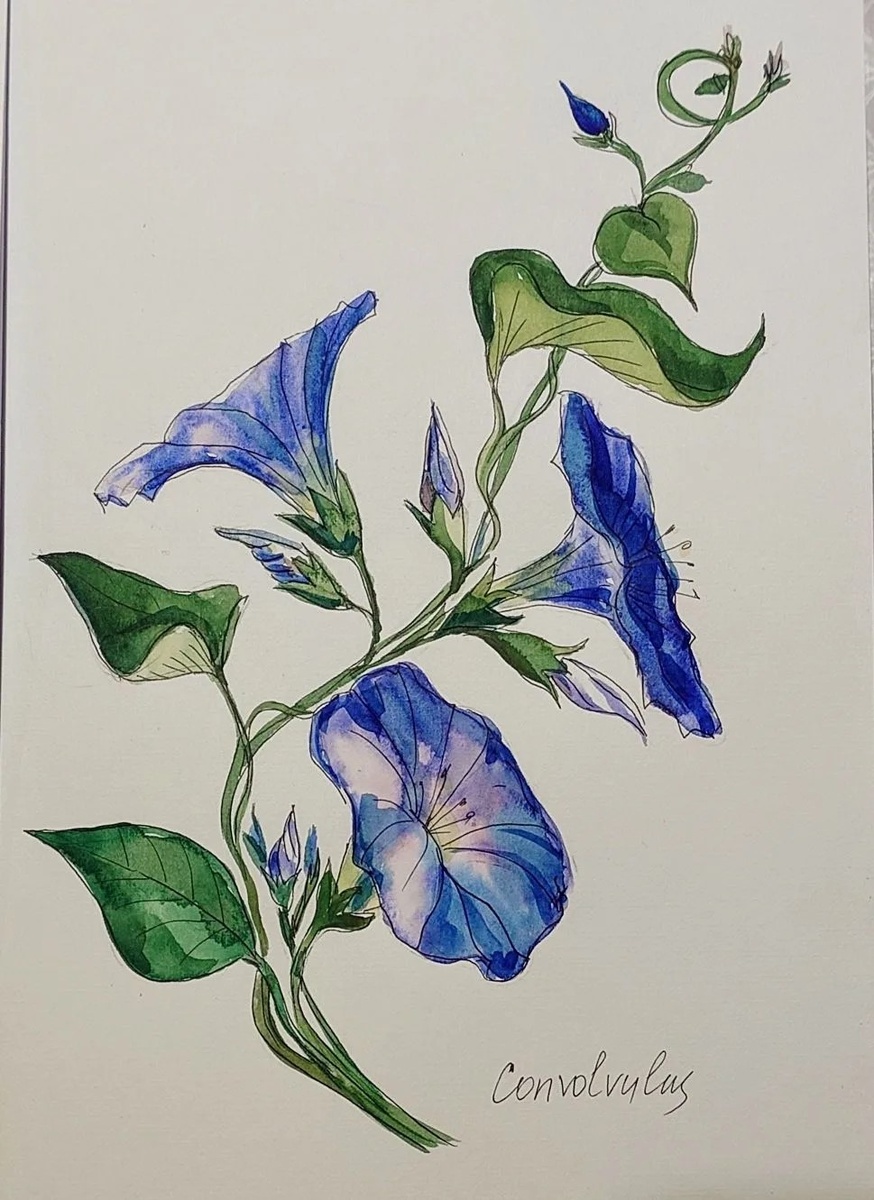 нарисовала вьюнок