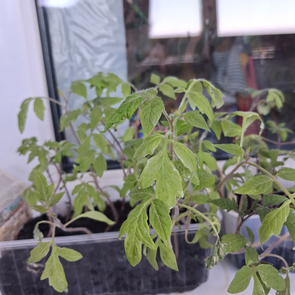 Рассаду надо пикировать. Фото автора. 