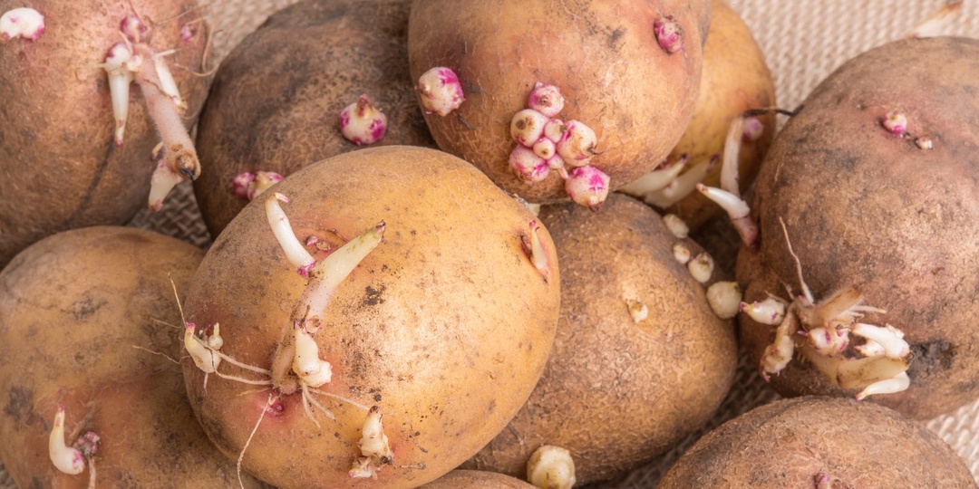 Вы сажаете картошку лунками? Или почему вы теряете половину урожая