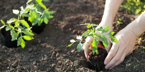 Высадка томатов в ОГ