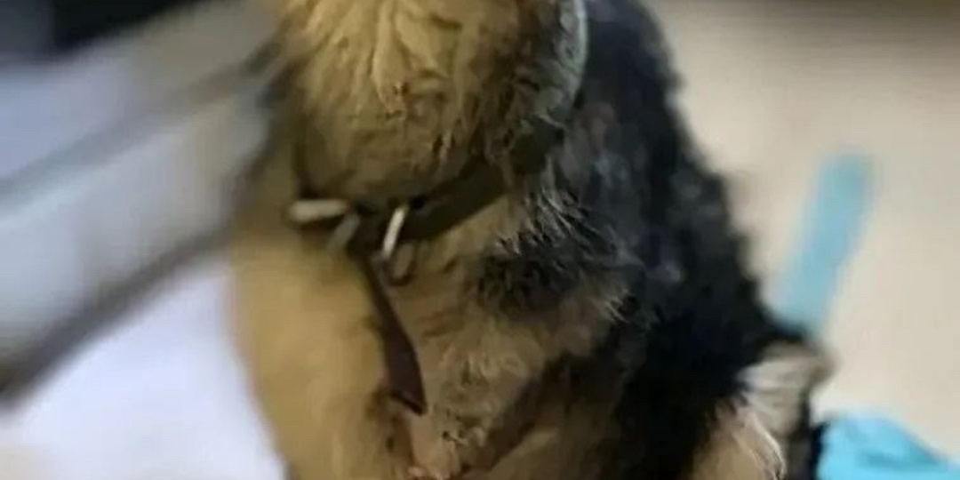 Щенок, выживший в зоне СВО, раненый, переживший ампутацию лапы и все еще верящий в добро 🥺