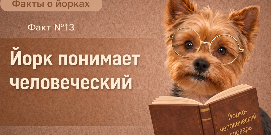 Йорк перестал метить место после одной фразы