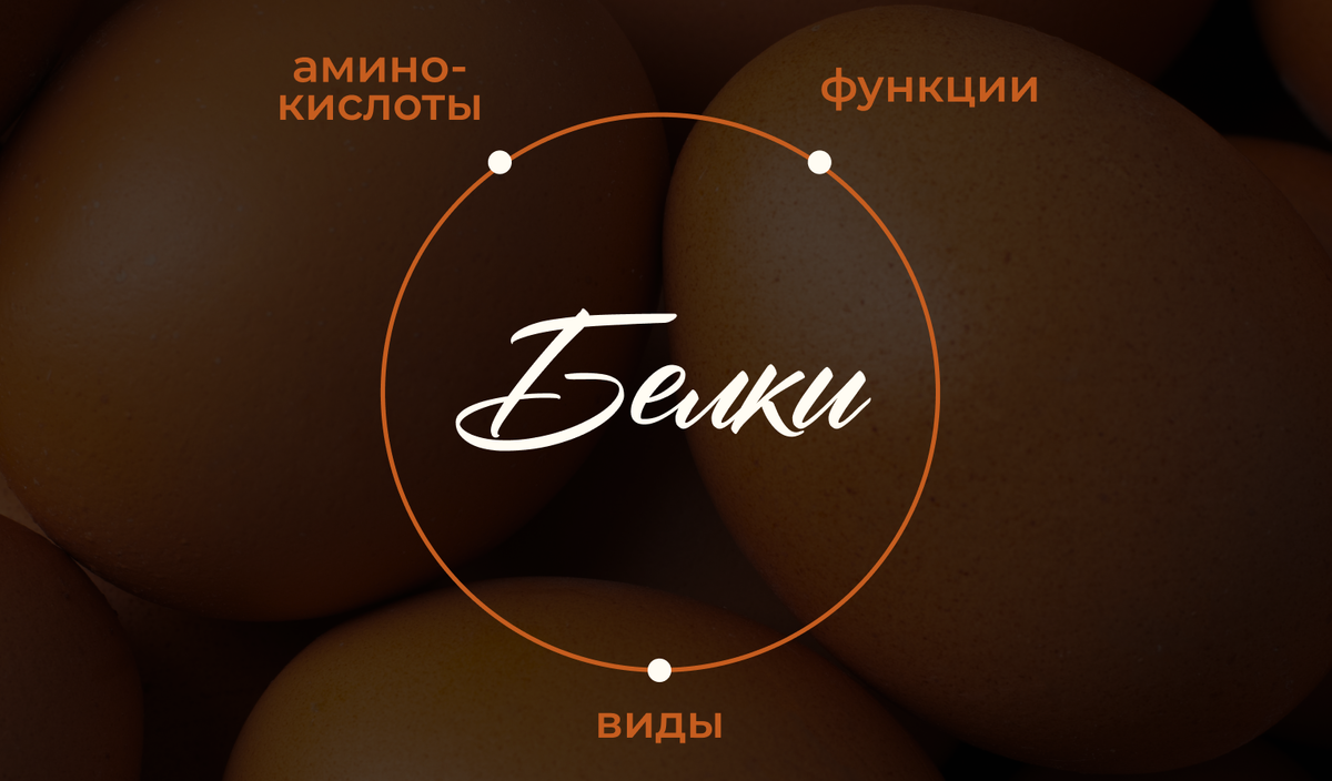 Фото обложка на тему белки