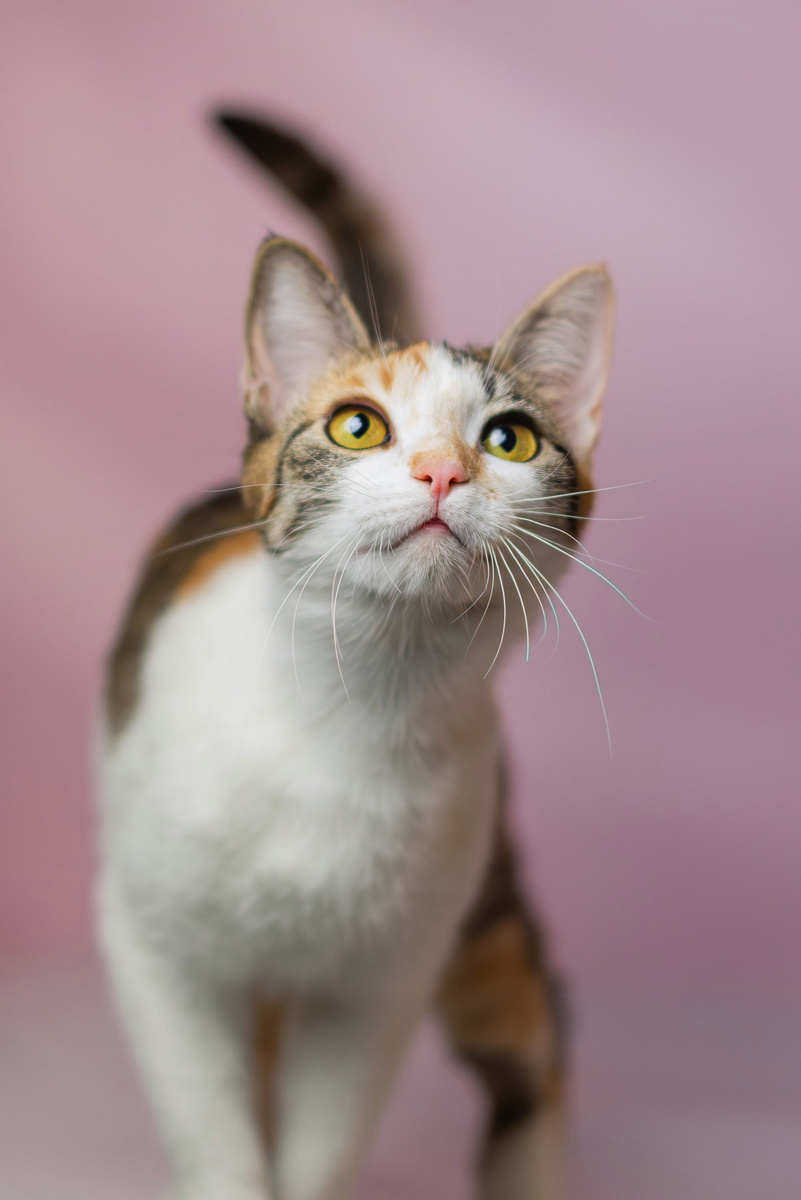 Дуся очень ласковая и игривая