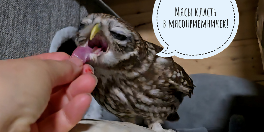 Совы Чучундрий и Лучик дождались ужина. Сыч Лучик летит на голос. Курвочки фазанки все растерялись