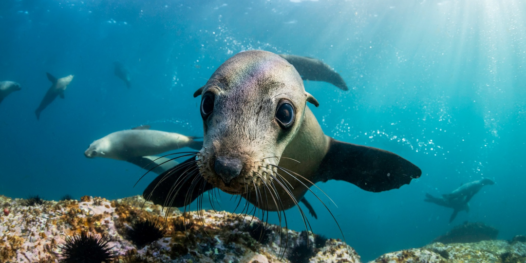 Как обитатели моря борются с обезвоживанием