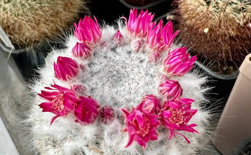 🌵🌱Маммиллярия — кактус, который цветёт венком