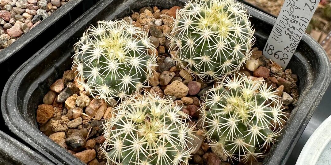 🌵 Небольшое, но долгожданное пополнение моего каталога — парочка корифант