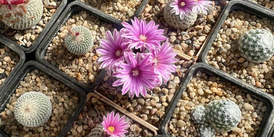 Turbinicarpus valdezianus