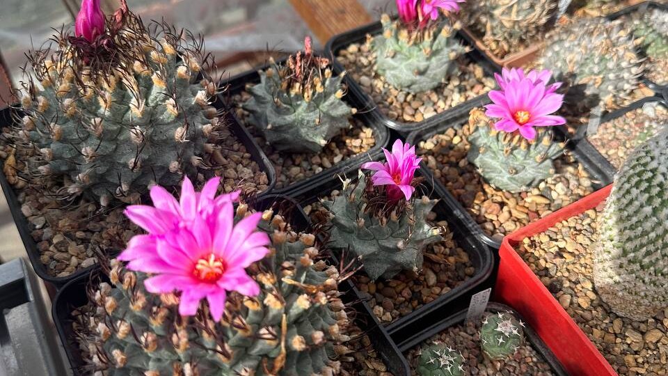 Turbinicarpus alonsoi — жемчужина моей коллекции и один из самых интересных видов для выращивания из семян