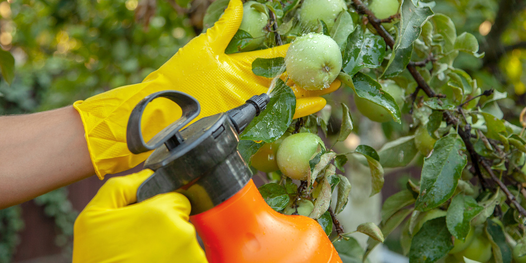 4-5 часов и в саду и на огороде гибнет вся тля: природный элексир от вредителей