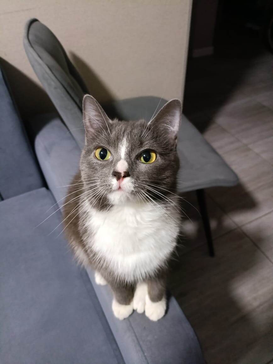 Очень общительная кошка