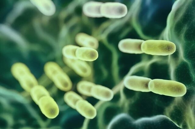    Почему бактерии обретают устойчивость к антисептикам и что с этим делать?