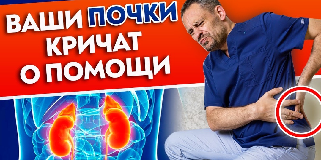 Почки: какие методы поддержки обсуждаются и что важно знать