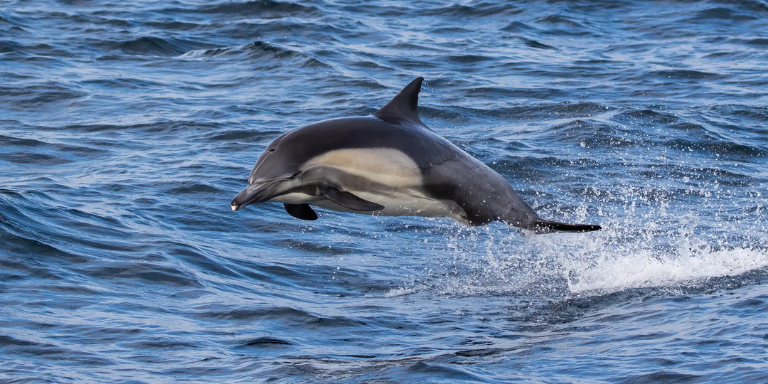 Спутник увидел возле Туапсе гигантское нефтяное пятно. Что происходит в Чёрном море