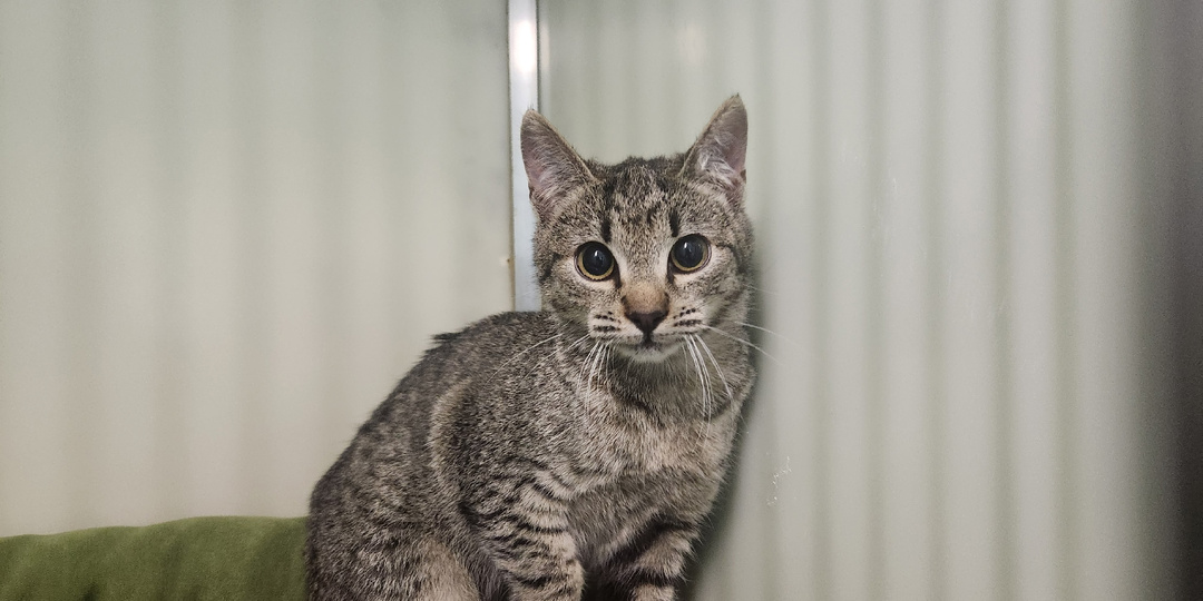 Встречаем новеньких