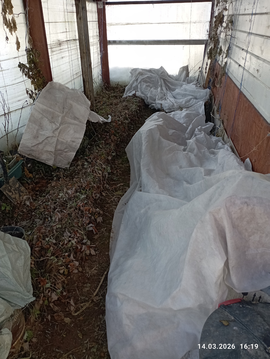 Зимой тюльпаны в теплице! Фото автора.