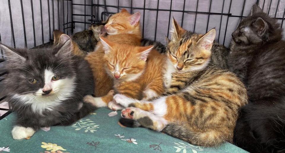 В Подмосковье росгвардейцы спасли от холода котят