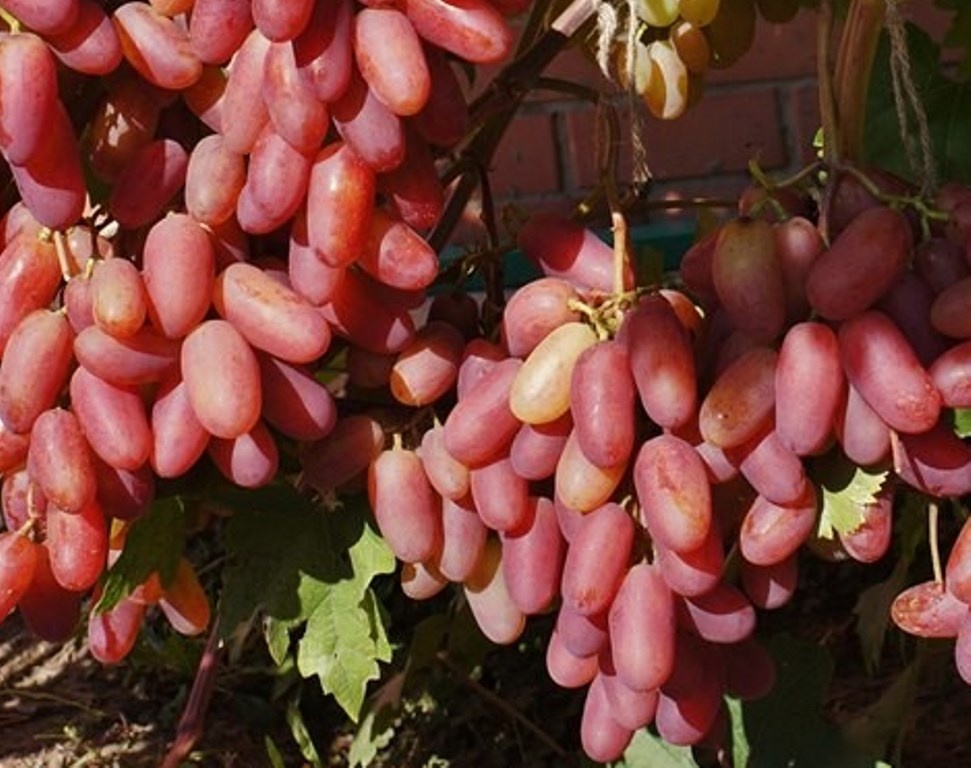 Юбилей Новочеркасска