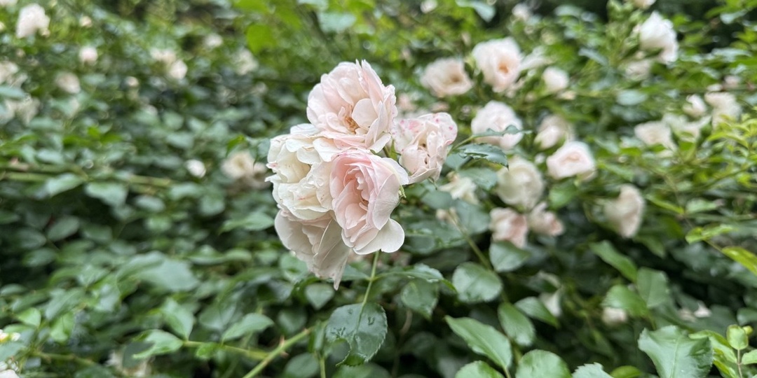 Матвиенко предложила переселить россиян в просторные дома и посадить цветы ради рождаемости