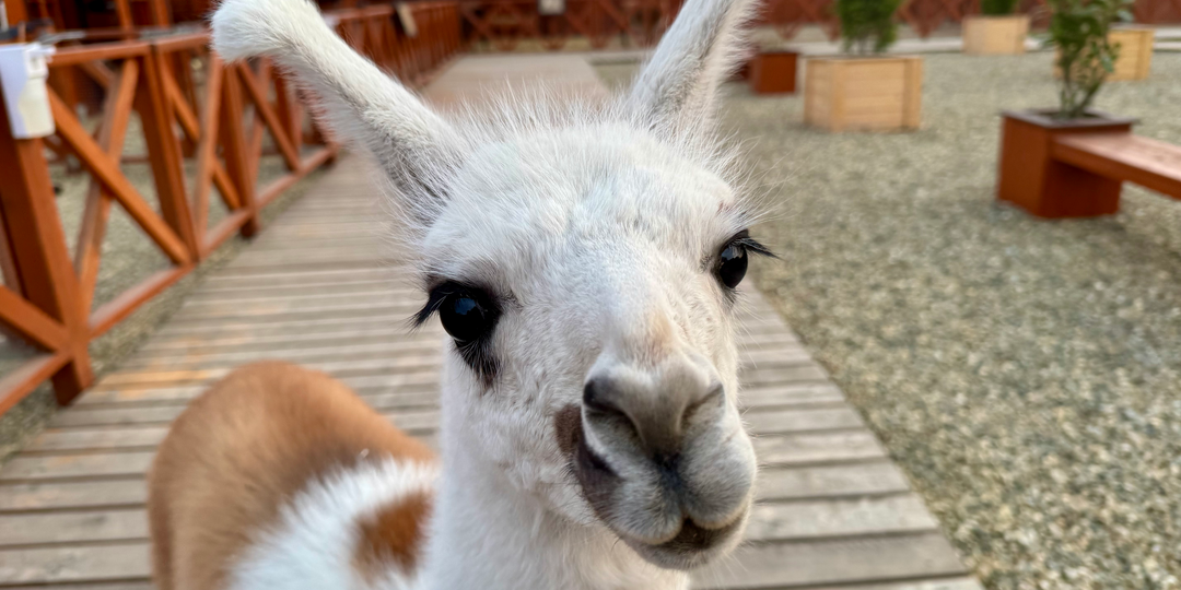 Долина альпак и Парк лемуров в Краснодаре: пушистый позитив на парковке ТРК «Галактика»