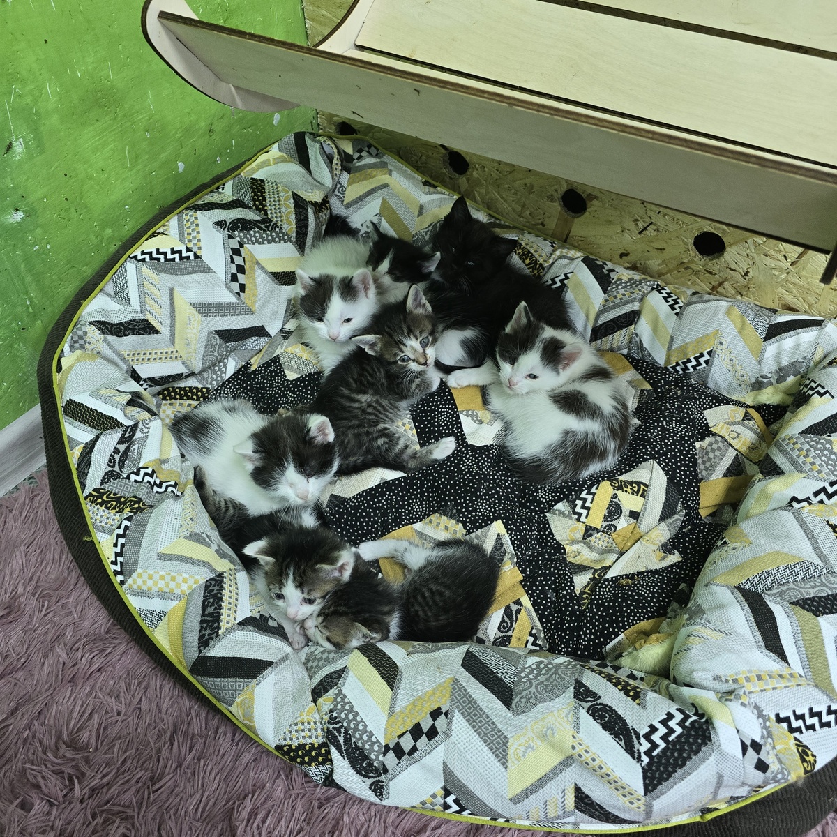 Девять маленьких жизней в одном круглом гнезде