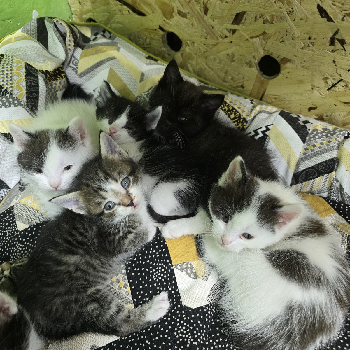 Белый котёнок смотрит сквозь меня прямо в душу