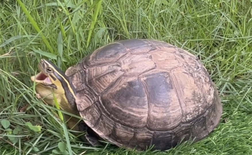 Флэппи - как мы познакомились с коробчатой черепахой