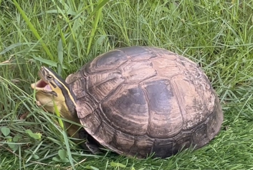 Мистер Флэппи зевает