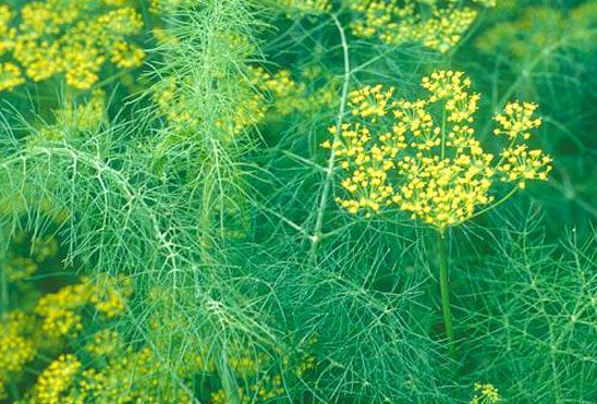 УКРОП: ЗЕЛЕНЬ ИЛИ ЗОНТИК