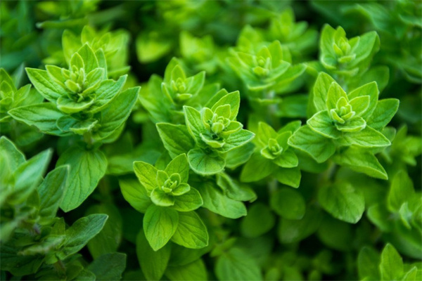 Орегано и всё о нём