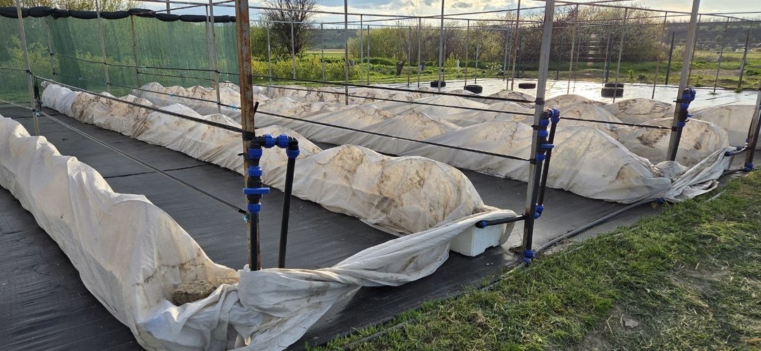 Вчера мы укрывали гортензии