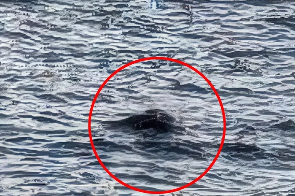    Год назад фанатов лох-несского чудовища взбудоражило фото поднимающегося из-под воды "горба". Фото: шотланский Центр Лох-Несс.