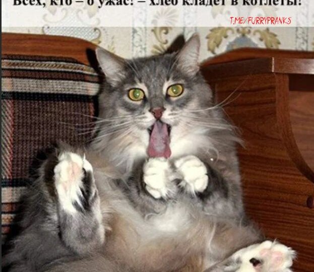 Прикольные мемы с кошками, новая подборка