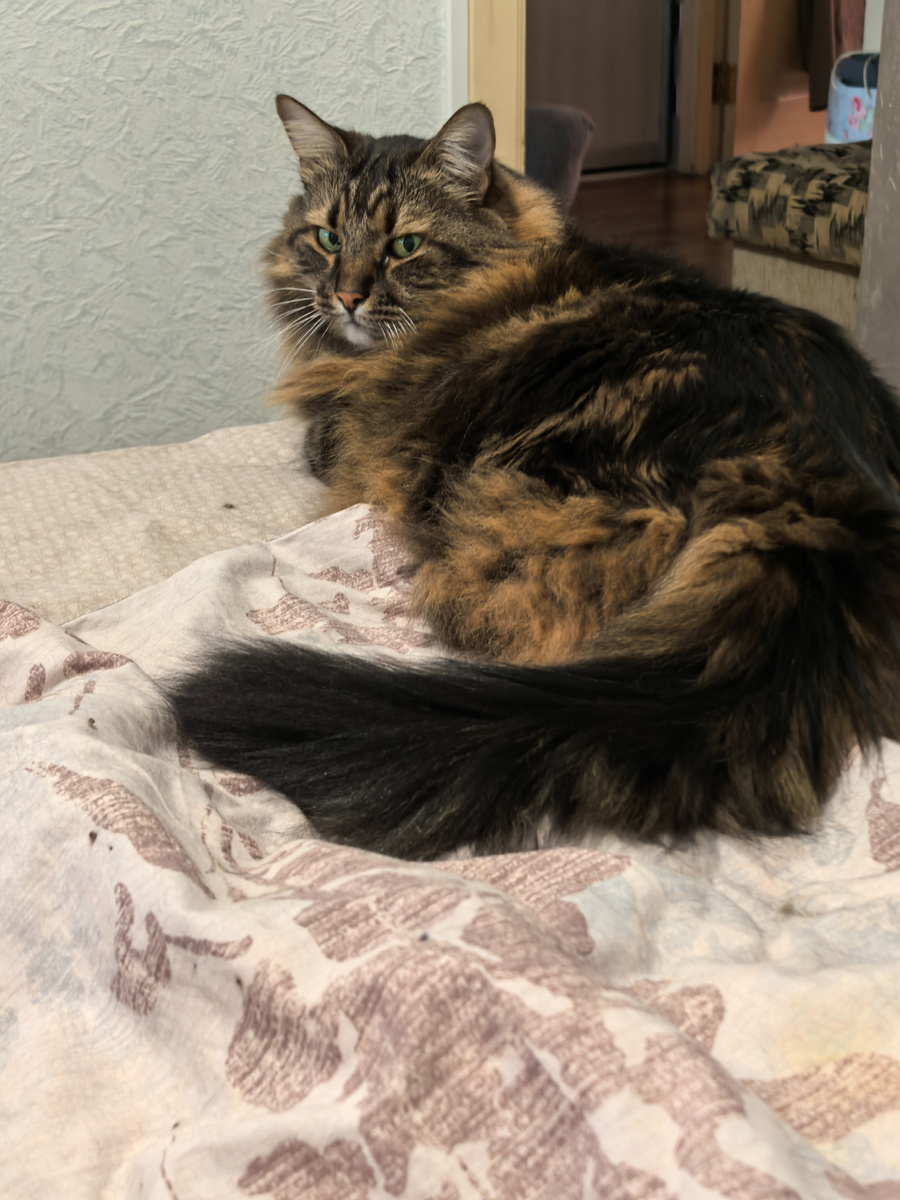 Смотрю, как хозяйка ест.