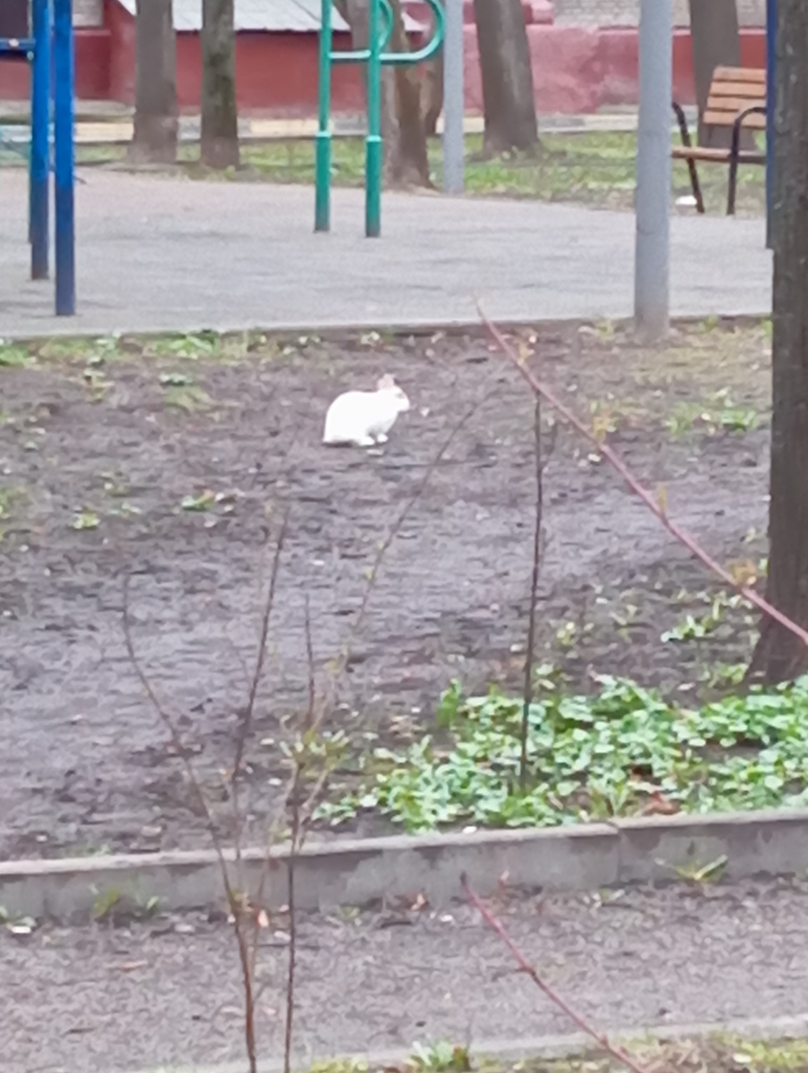 Кролик на прогулке