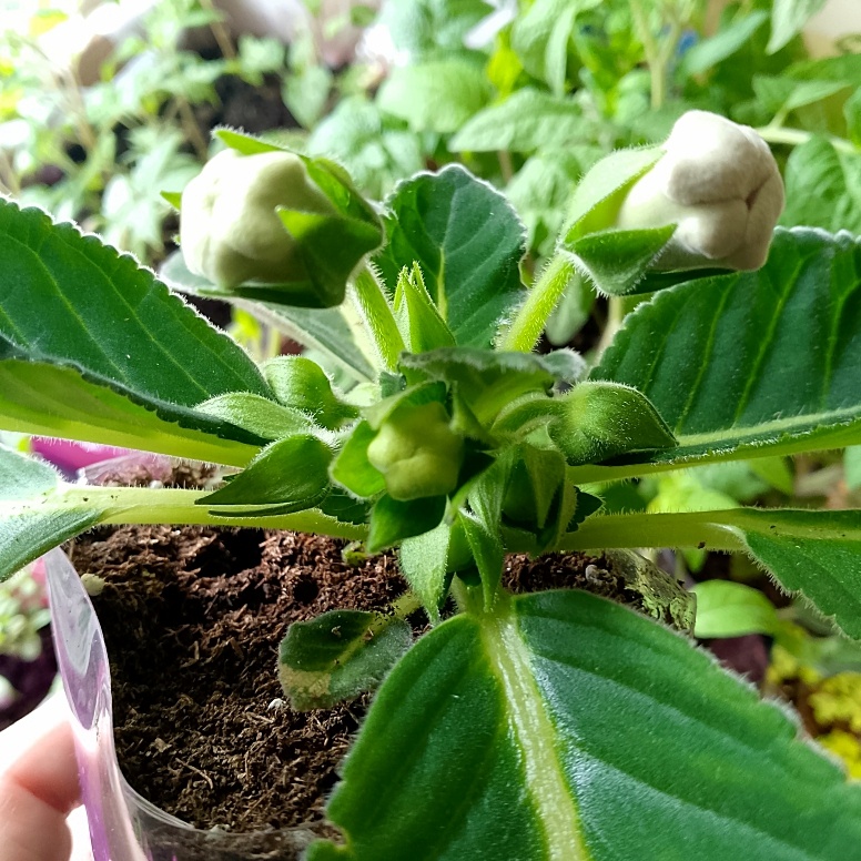 Самый-самый, первый из всех - жду цветения