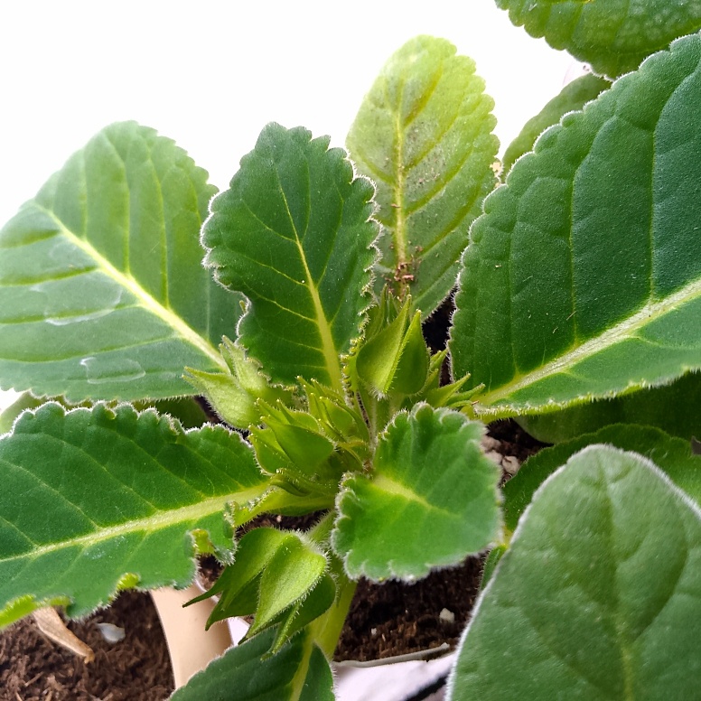 Большая часть глоксиний в этом состоянии - рост бутонов