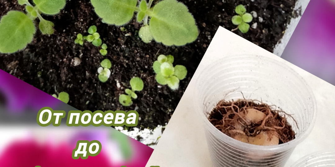 Глоксиния от А до Я: от посева семян до сбора клубеньков - полное руководство