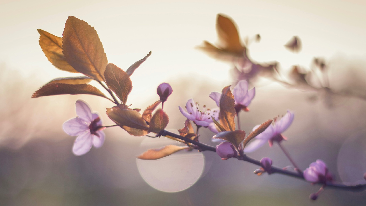 Автор: Florin Beudean