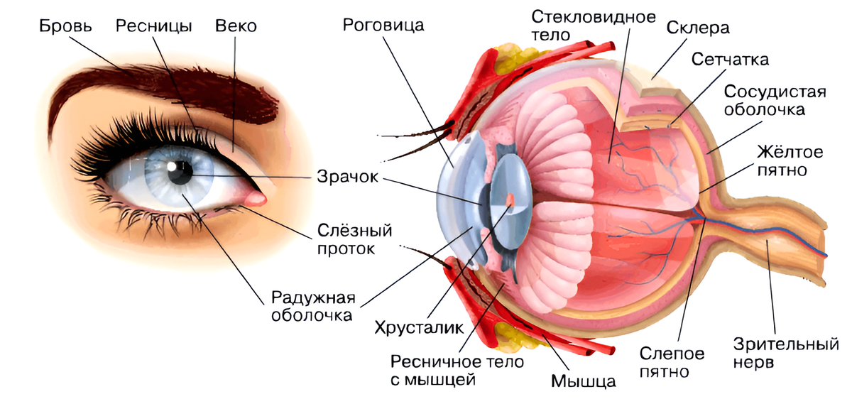 Эксперимент предполагает возврат клетки к более «молодому» состоянию, без "стирания" при этом ее специализации.