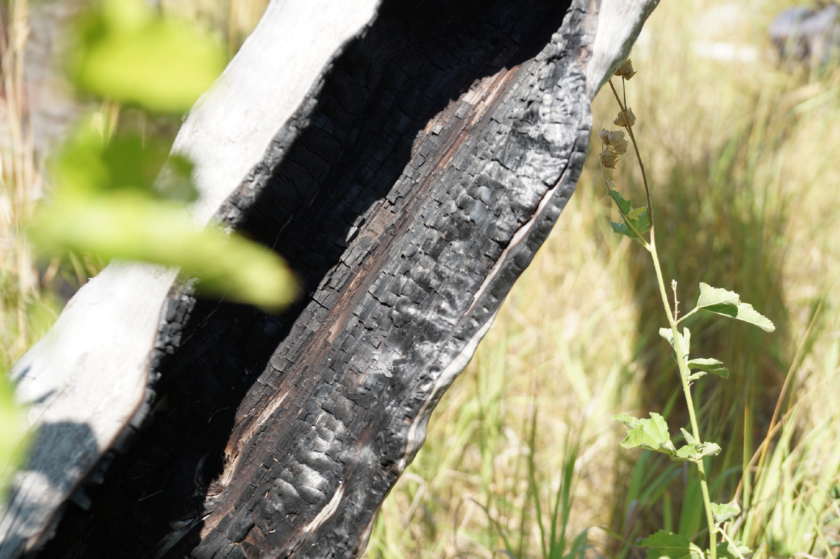 Дерево, "выгрызенное" изнутри шаровой молнией. Синяя гора, Медведицкая гряда, 2015 год