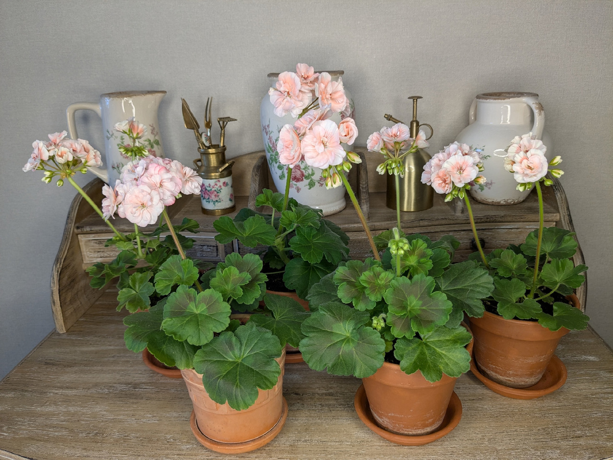 Осенние черенки пеларгоний дружно зацвели