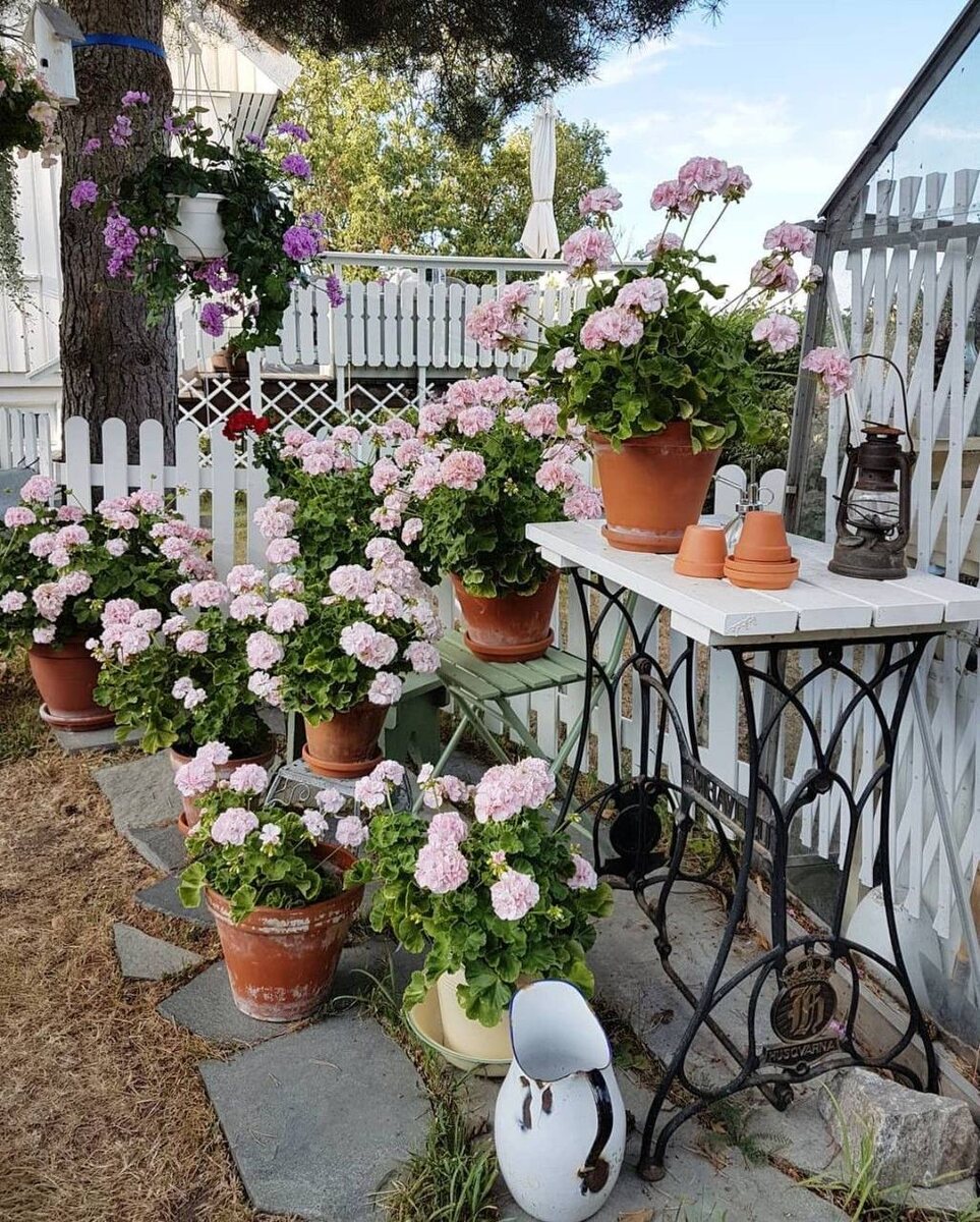 Розовые пеларгонии у меня есть...