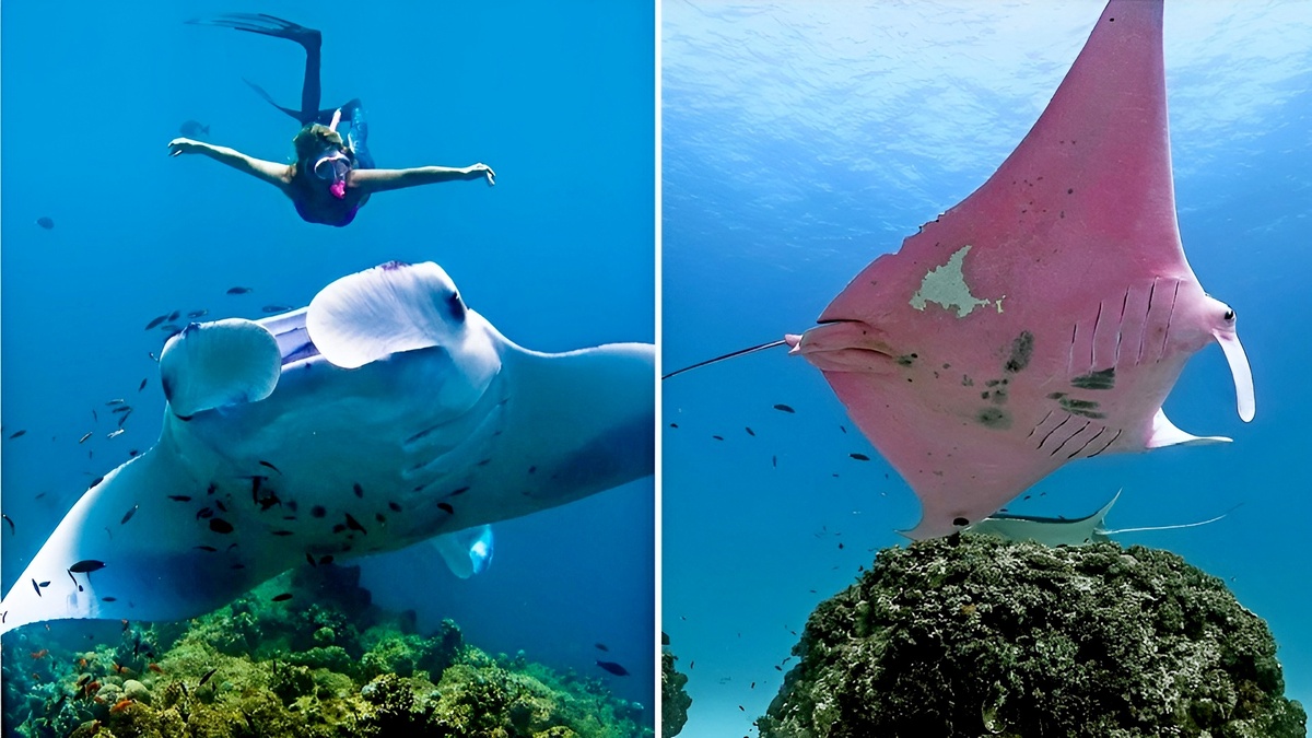Манты редко встречаются и розового окраса.
