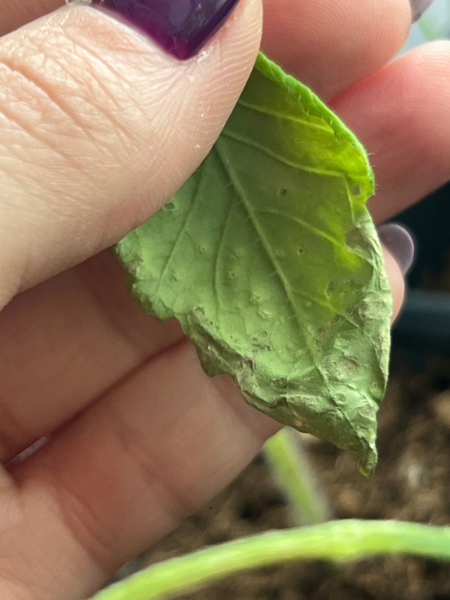 Вот так выглядят последствия оэдемы снизу листа томата