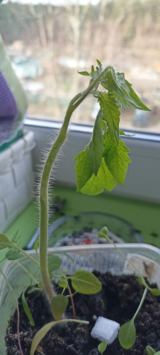 Оэдема на ствол и её томата. 