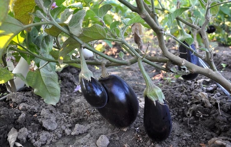 фото 123RF/orestligetka