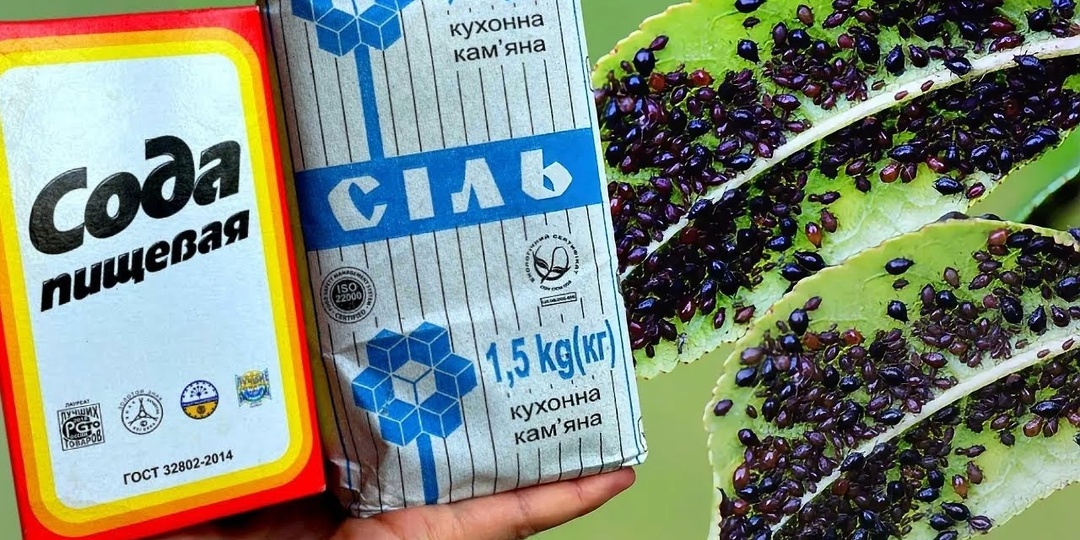 Спасли сад содой и солью от ТЛИ — делюсь рецептом.